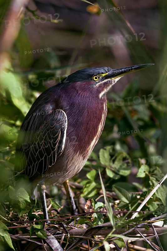 The Green Heron