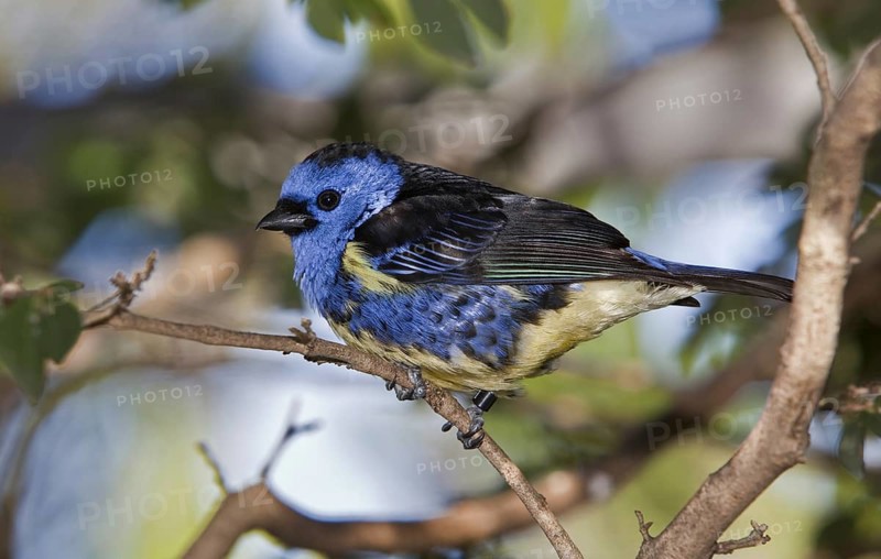Turquoise Tanager