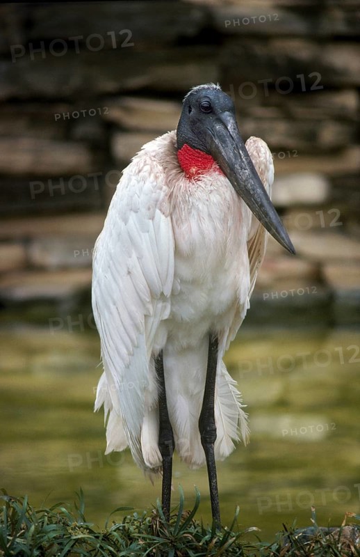 Jabiru
