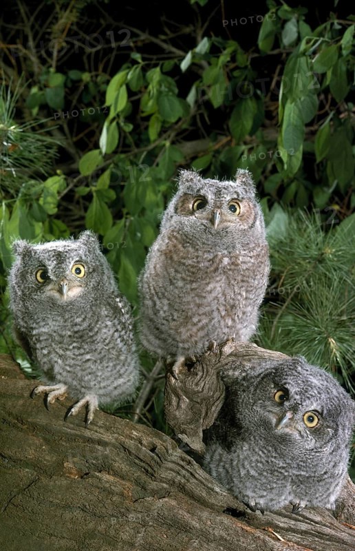 Screech Owl
