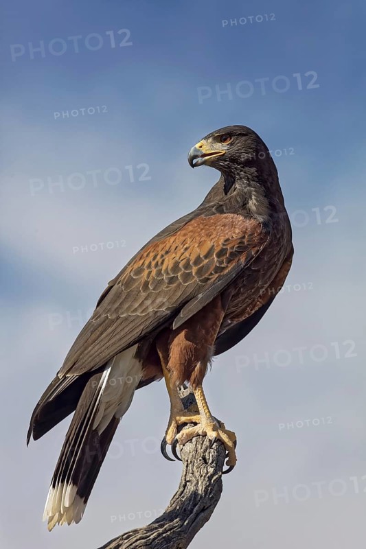Harris Hawk