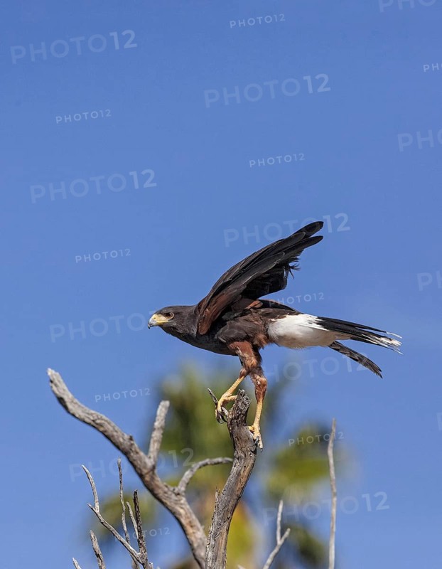 Harris Hawk