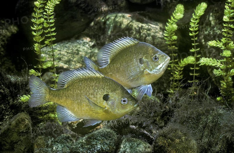 Bluegill