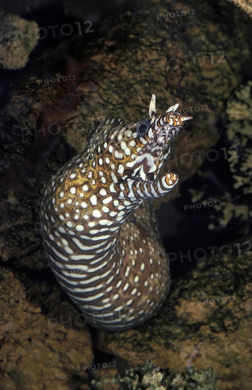 Dragon Moray Eel