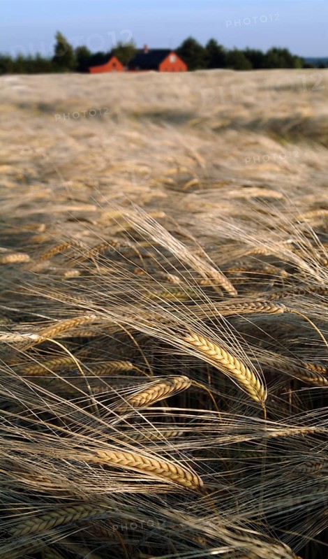 Golden Wheat Ready for Harvest