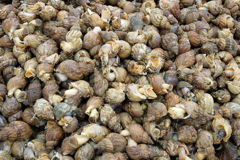 Whelk