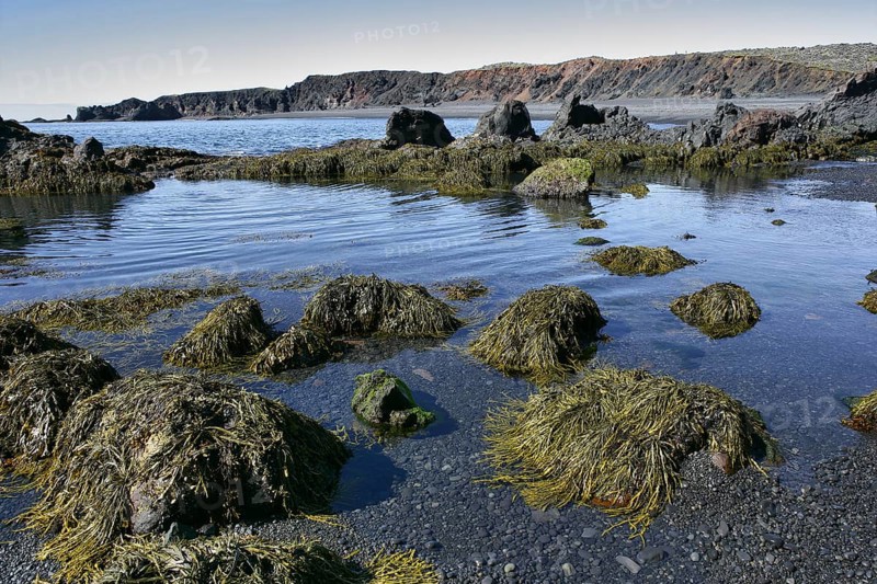 Rockweed & Sedimentary Rock