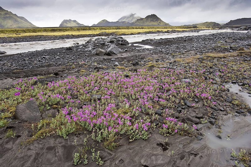 Wild Thyme