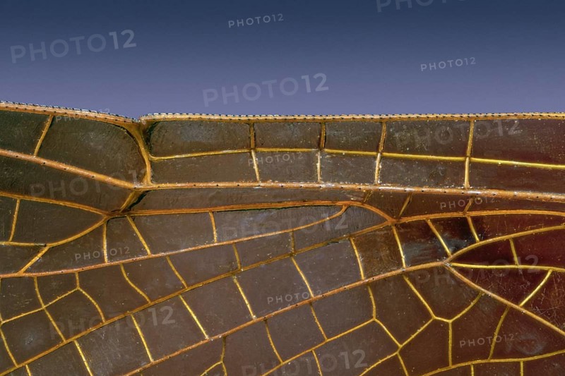 Leading Edge of Dragonfly Wing at 5X