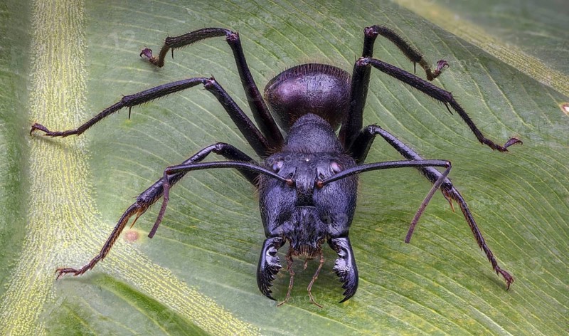 Giant Forest Ant