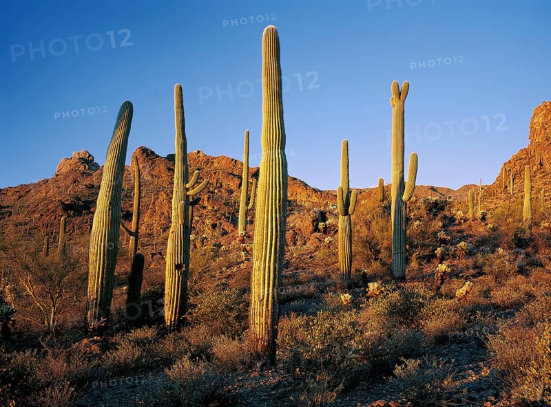 Saguaro West National Park