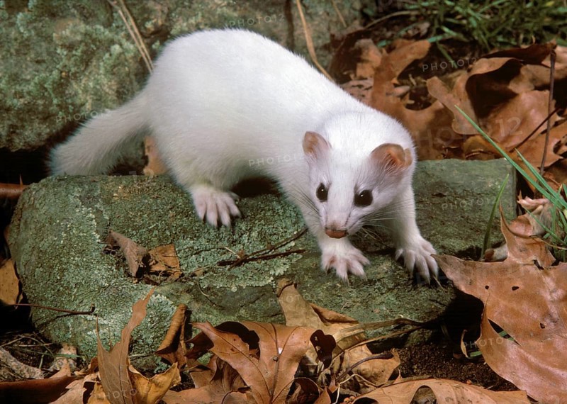 Albino Ermine