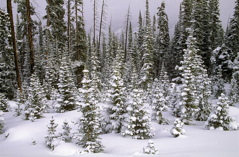 Ponderosa Pines Covered in Fresh Snow