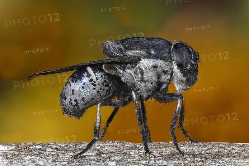 Botfly