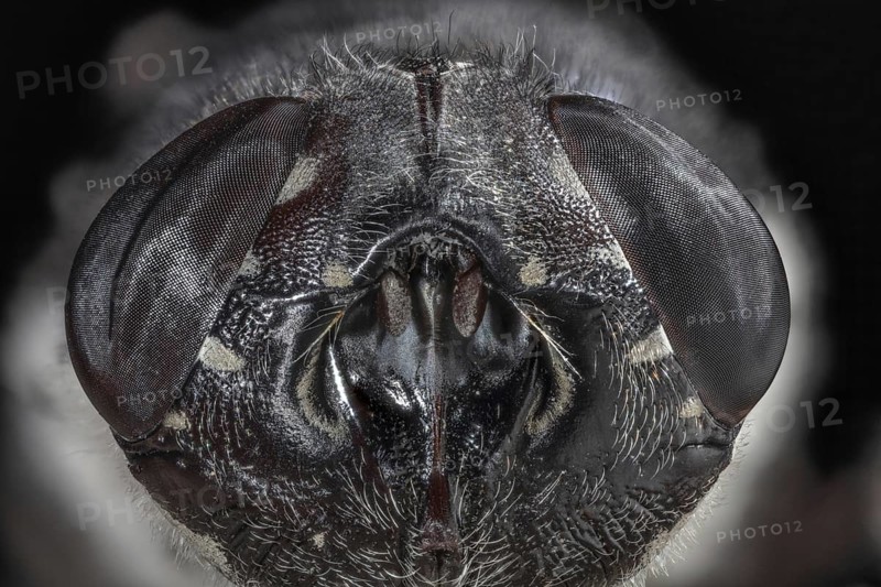 Botfly Face