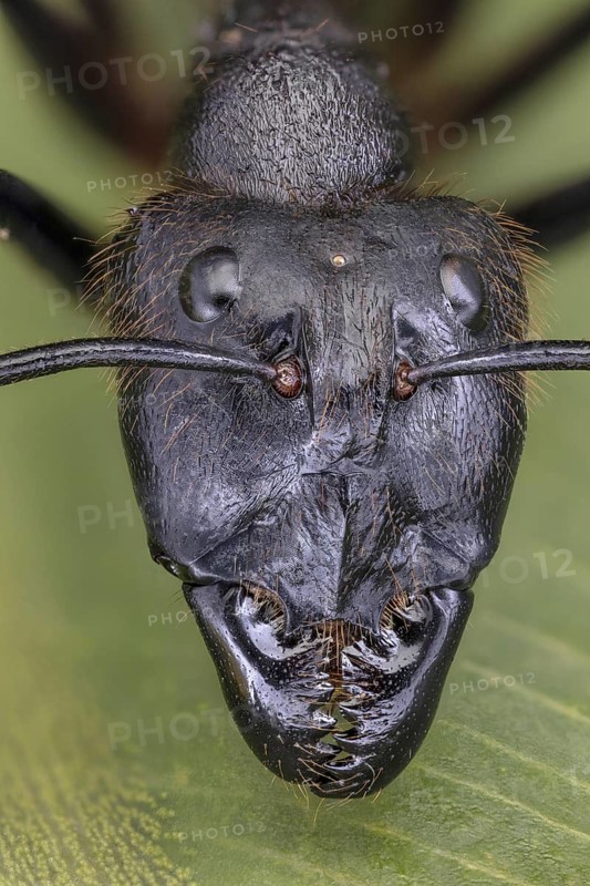 Giant Forest Ant