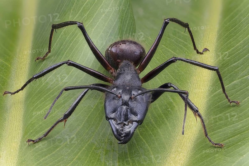 Giant Forest Ant