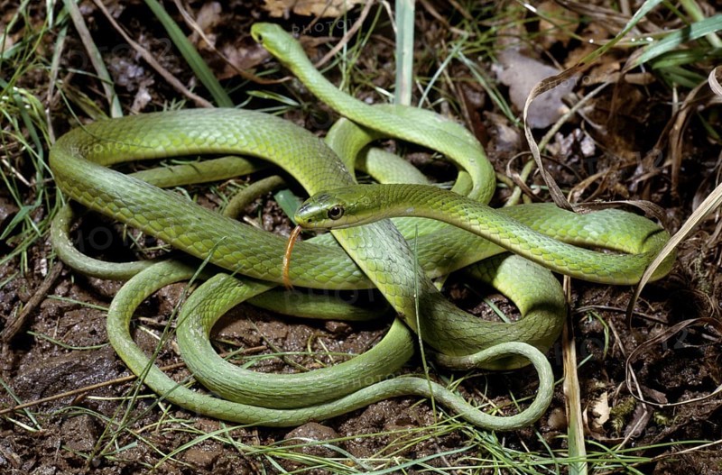 ROUGH GREEN SNAKES