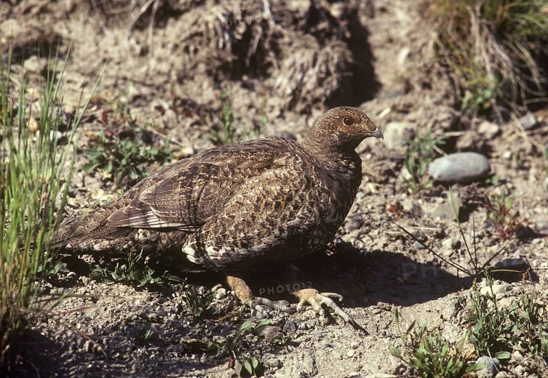 Ruffed Grouse
