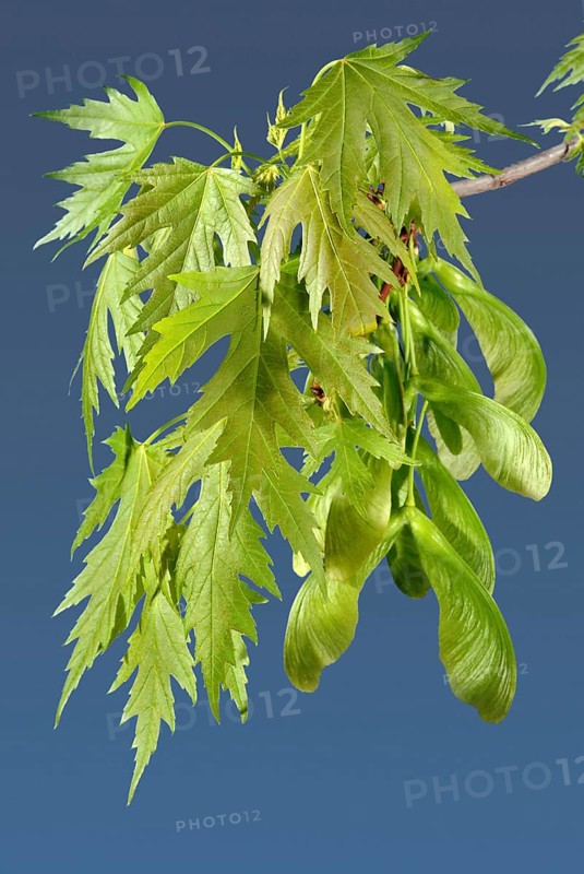 New Silver Maple