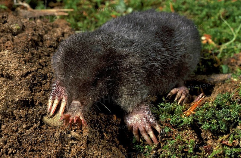 Star-Nosed Mole