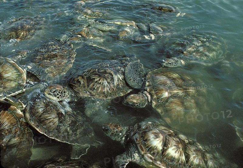 Green Sea Turtles