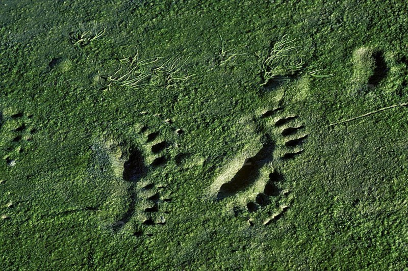 Grizzly Bear Tracks
