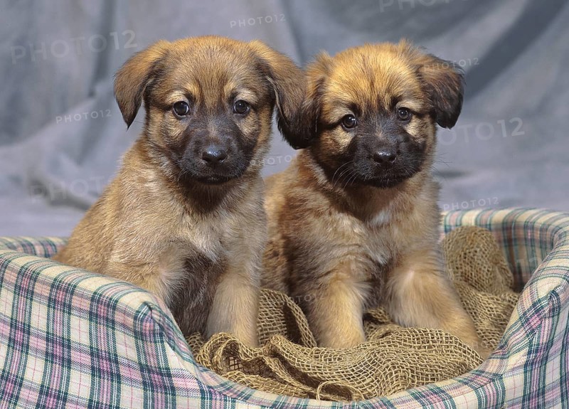 German Shepard Puppies