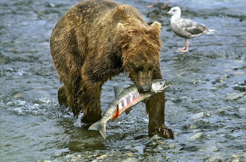 Alaskan Brown Bear w/Salmon Catch
