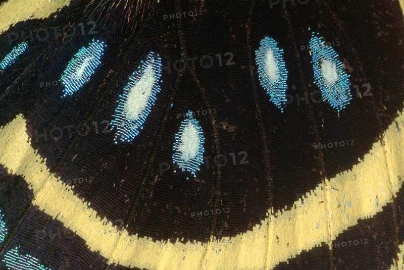 ECU of Butterfly Wing Showing Scales