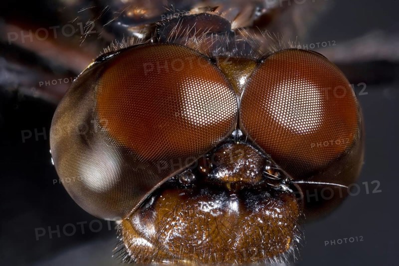 Large Compound Eyes of a Common Whitetail Dragonfly