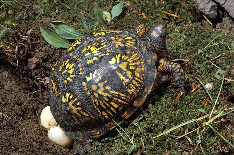Eastern Box Turtle