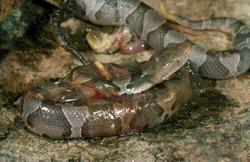 COMING OUT- Baby Copperhead Emerging from Fetal Membrane
