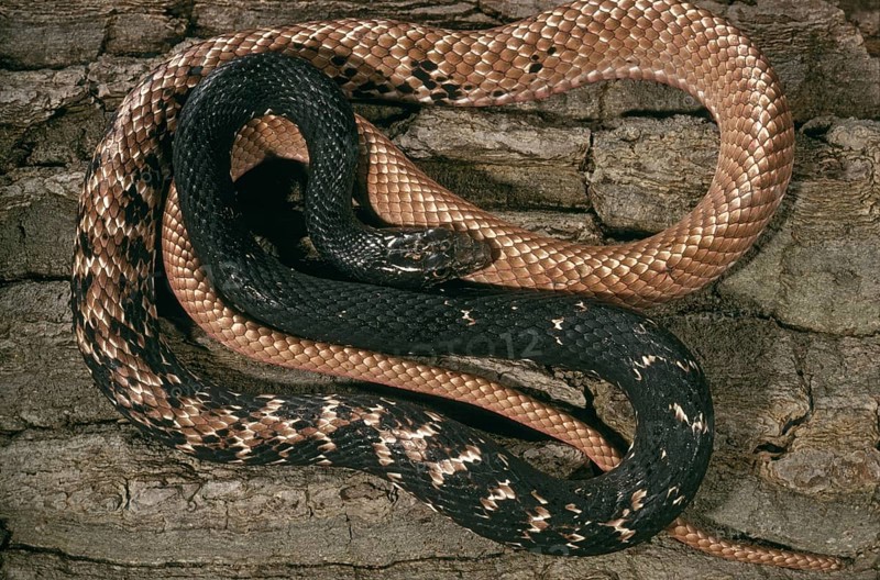 COMMON WHIPSNAKE Masticophis flagellum