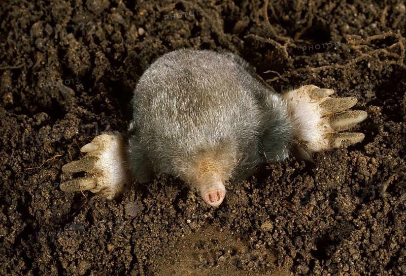 Eastern Mole
