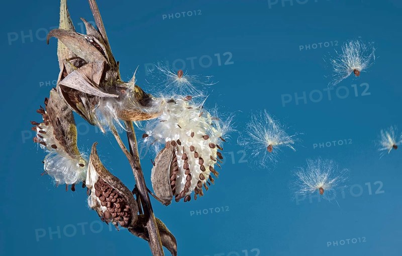 Milkweed Seed Flight
