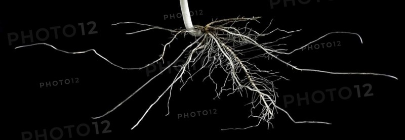 Bean Seed Root System Forming