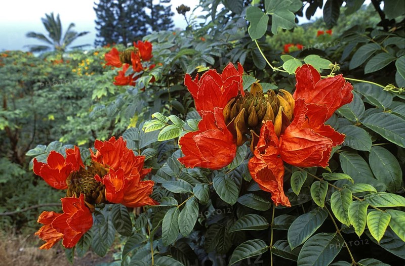 Nandi Flame Tree Blooms
