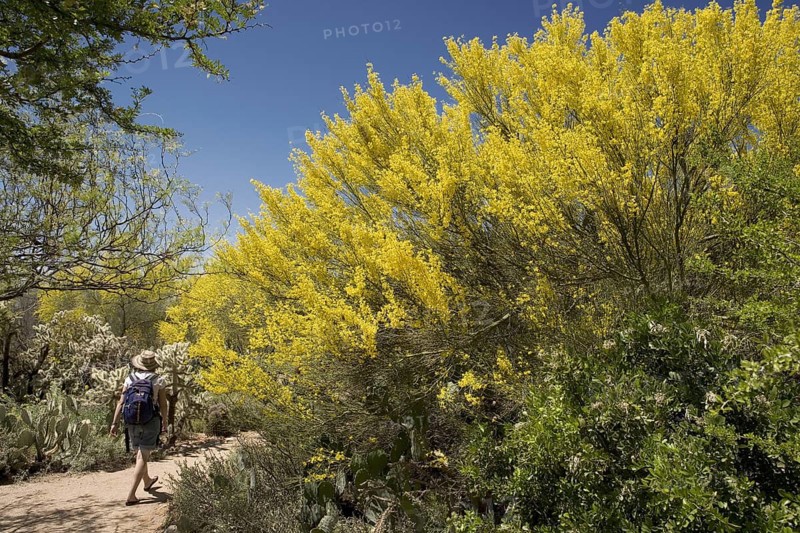 Palo Verde Tree in Bloom