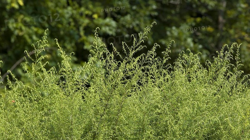 Ragweed