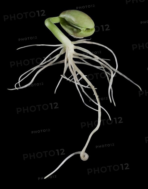 Bean Seed Sprouting