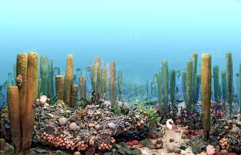 Ancient Permian Ocean