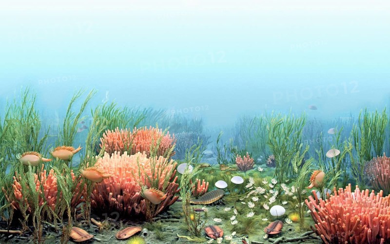 Ancient Cambrian Sea
