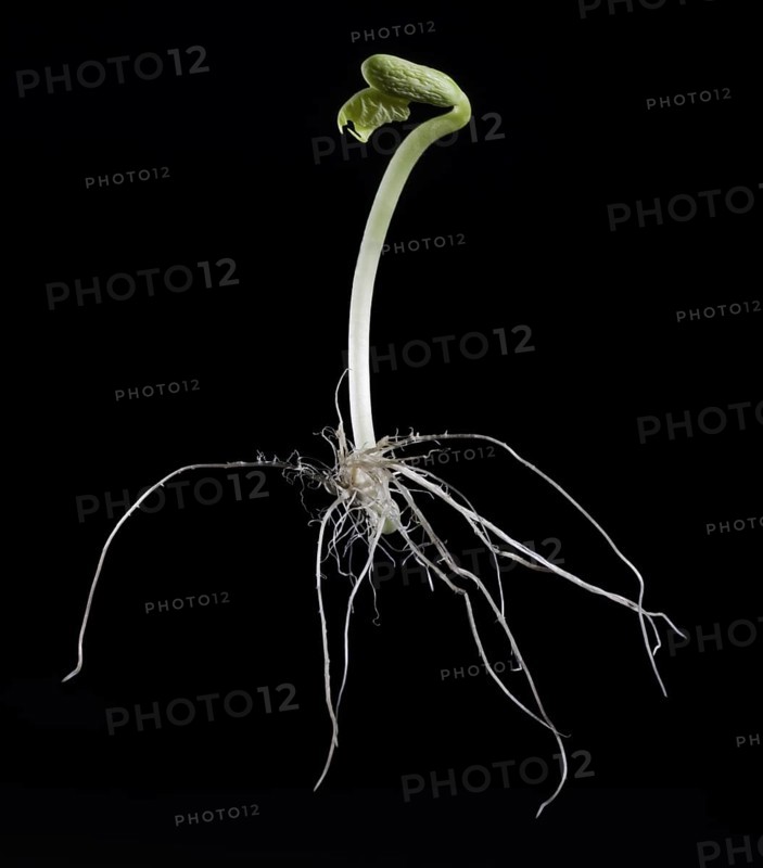 Bean Seen Sprout Showing Root System