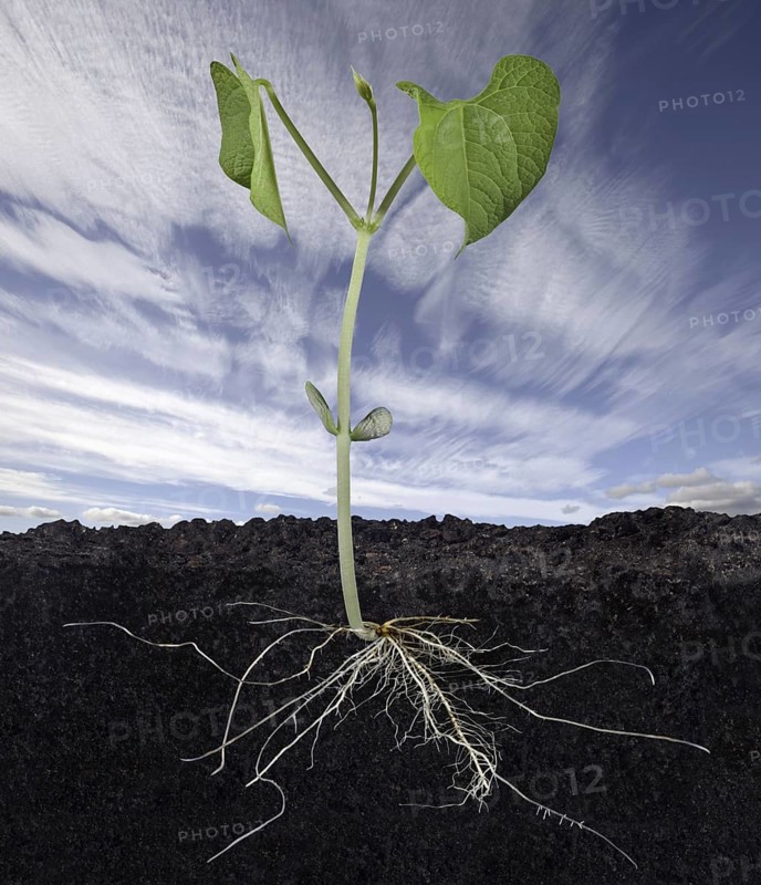 Bean Sead Sprouting into Plant
