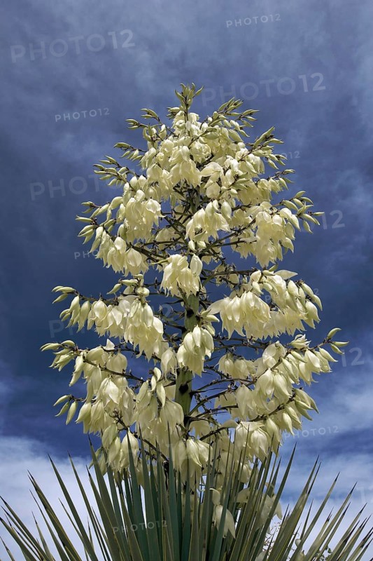 Hesperoyucca whipplei