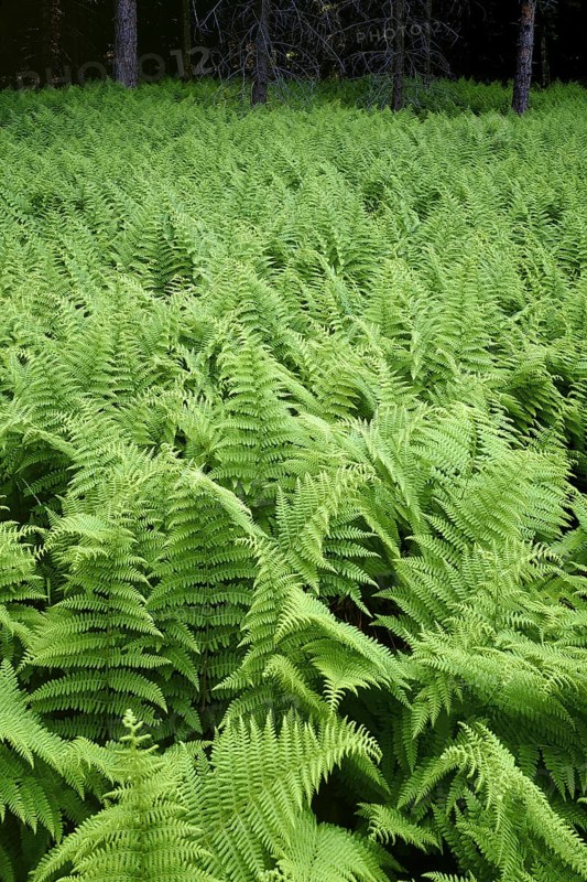 Field of Ferns