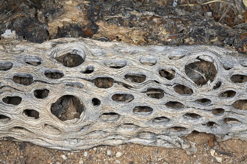 Cactus Skeleton