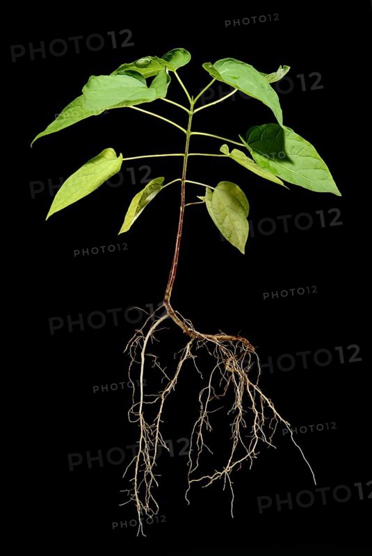 Northern Catalpa