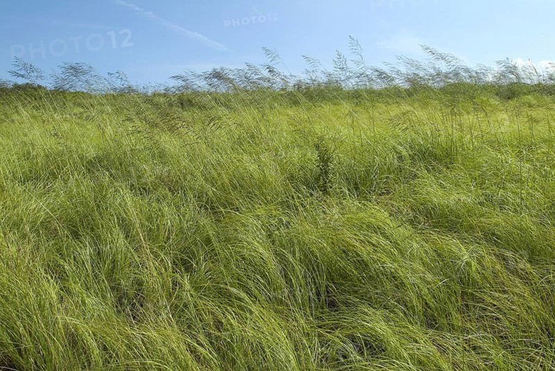 Coastal Grasses